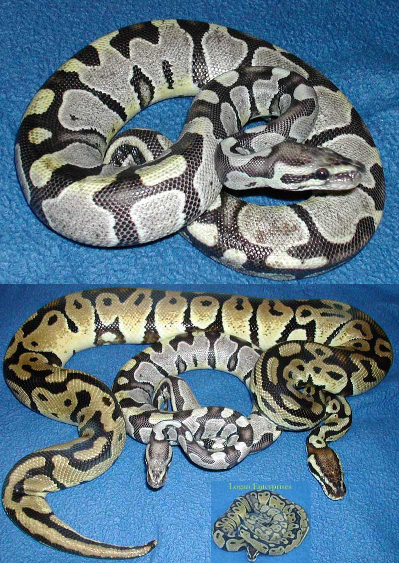 Axanthic pastel baby pic 1