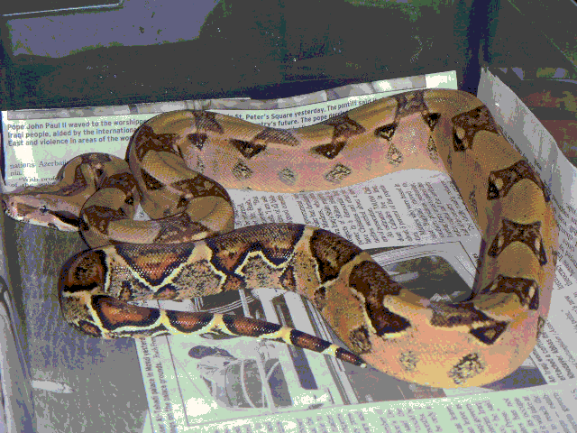 Beautiful Pastel