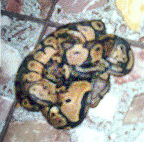 update ghost male