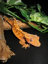 crested gecko 1