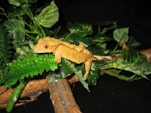 crested gecko