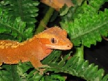 red fire crested gecko