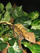 chocolate cream crested