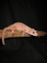 pink auric