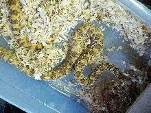 hypo bull?