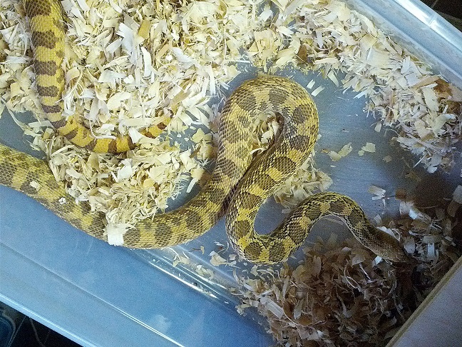 hypo bull?