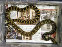 Bullsnake