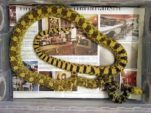 Bullsnake