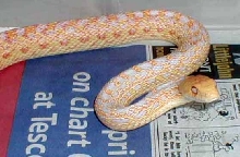 Male albino gopher