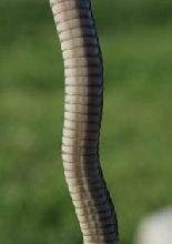 new photos of watersnakes belly