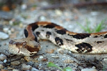 Canebrake Rattlesnake