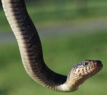 new photos of watersnake