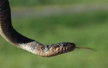 new photos of watersnake 2