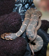 watersnake