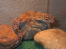 Leopard gecko name dido