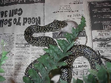 speckled kingsnake
