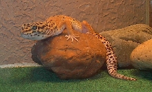 Gir on Rock