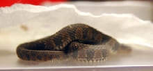 snake1