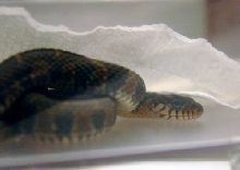 snake2