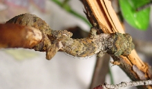 Uroplatus henkeli