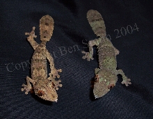 Uroplatus henkeli