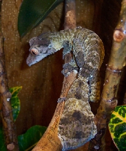 CB Male U. henkeli