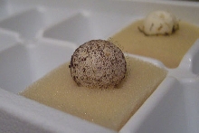 U. henkeli egg