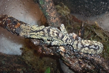 Uroplatus henkeli