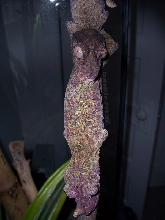 Uroplatus henkeli Breeder Female
