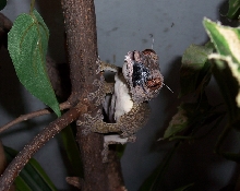 Proven CB Female U. henkeli