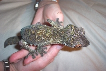 Uroplatus henkeli