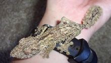 Uroplatus henkeli