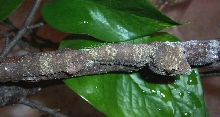 Uroplatus henkeli