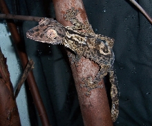 Uroplatus henkeli
