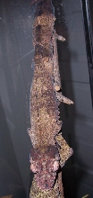 Uroplatus henkeli Breeder Male