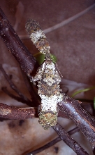 Uroplatus henkeli