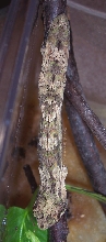 Uroplatus henkeli