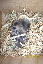 Momma and Babies