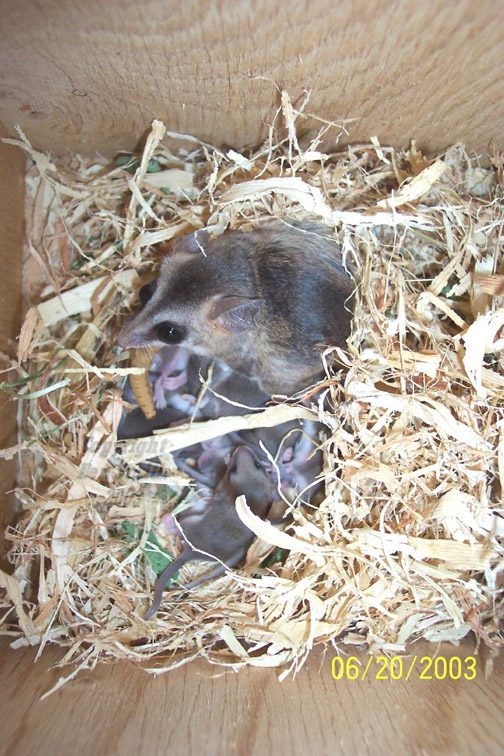 Momma and Babies