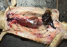 Uroplatus henkeli necropsy
