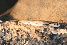 Elaphe spp