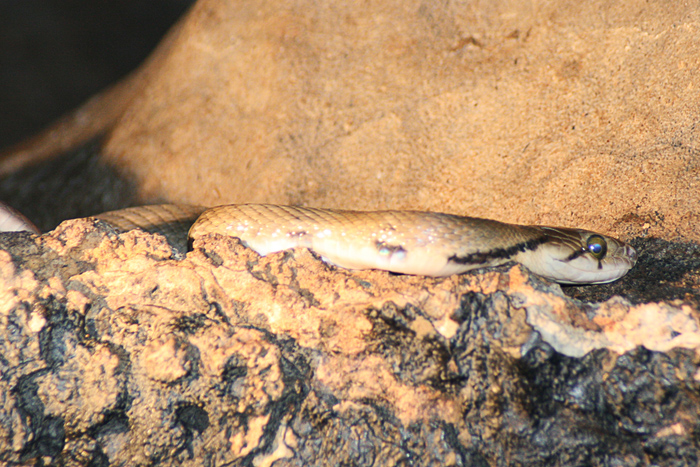Elaphe spp