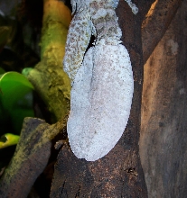 Regenerated U. henkeli tail