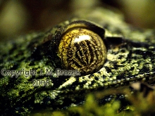 Uroplatus fimbriatus hatchling