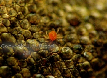 Mite on WC Uroplatus sikorae