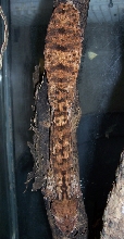 Uroplatus henkeli