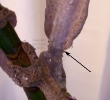 Uroplatus henkeli regenerated tail