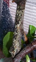 WC U. fimbriatus Hatchling