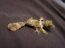 Uroplatus henkeli