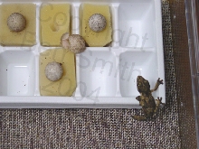 Uroplatus henkeli incubator